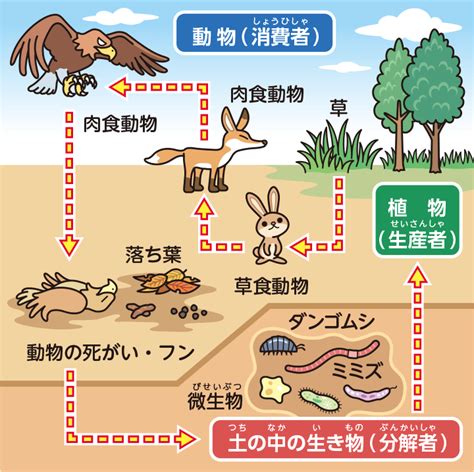 土 動物|森林の土壌動物（森林生態系のしくみと働き）